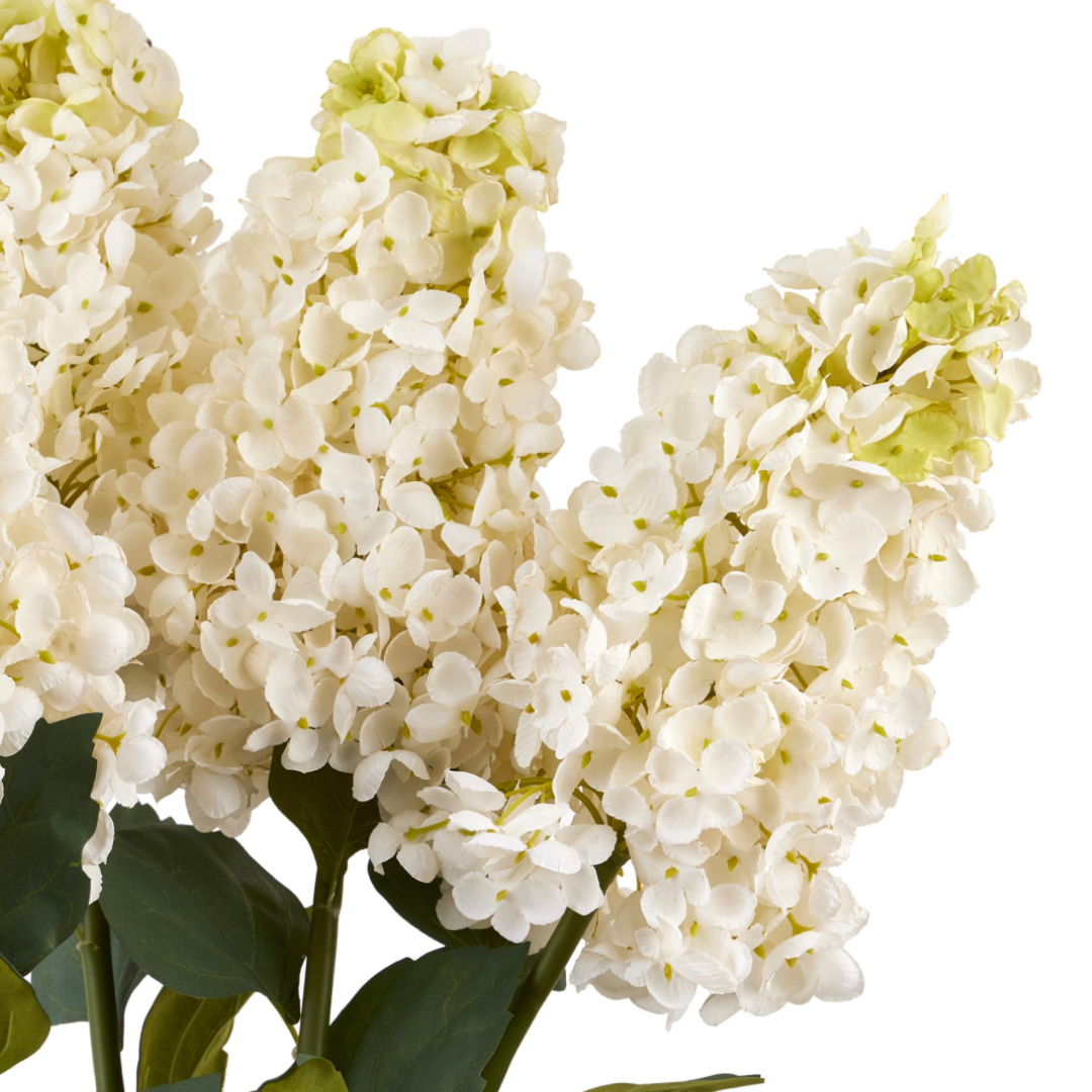 White Spear Hydrangea