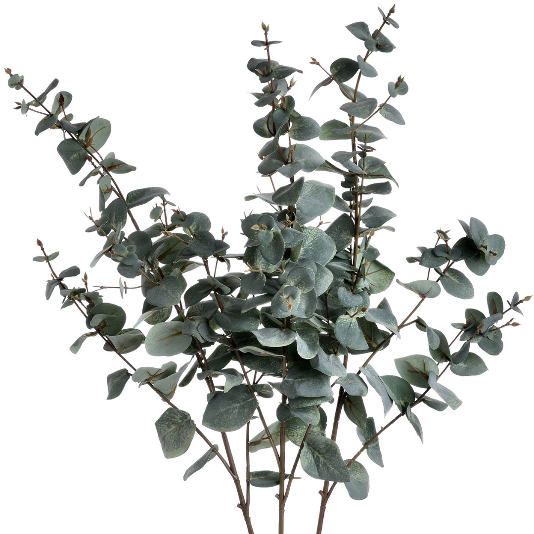 Variegated Eucalyptus