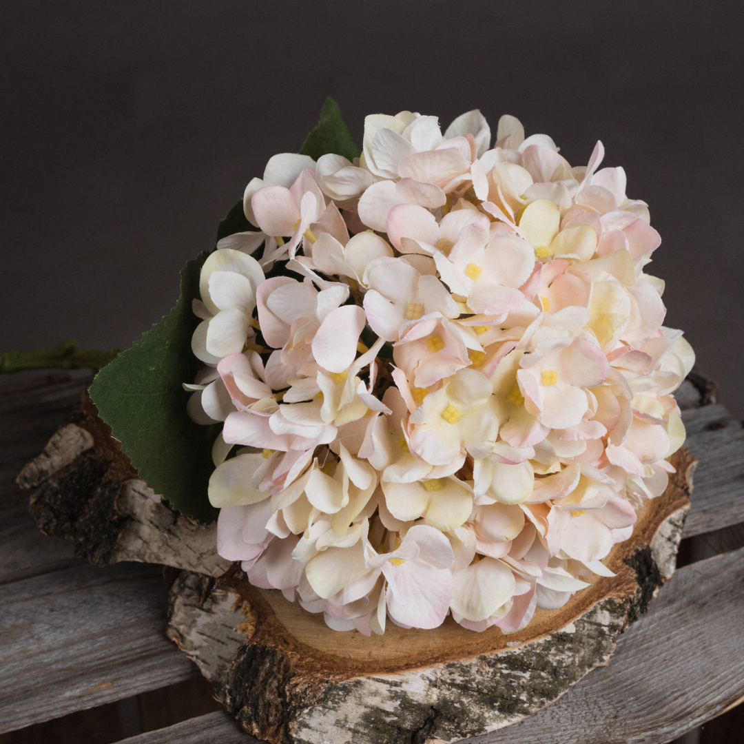 Autumn Peach Hydrangea