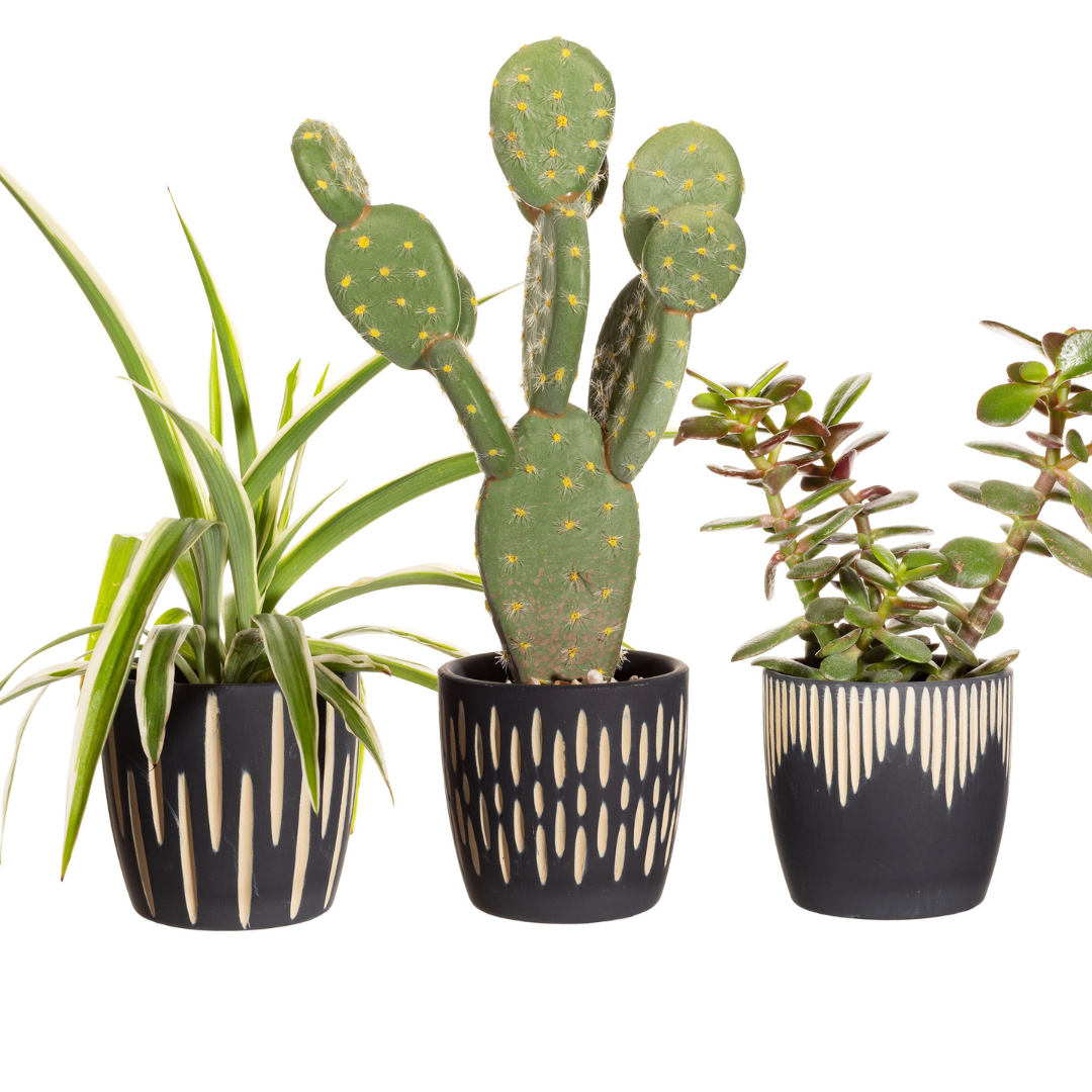 Set of 3 Ceramic Mini Black and Gold Mini Planters