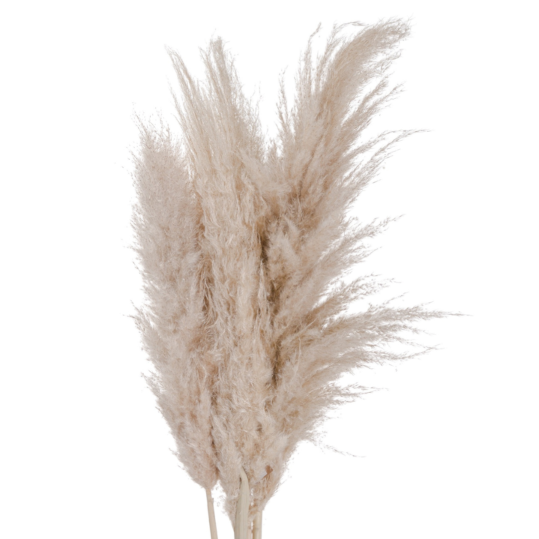 Cream Pampas Grass